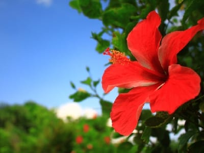 ハイビスカスの画像