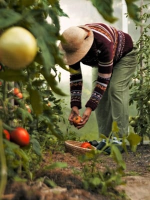 野外園芸や外で作業をする人の画像
