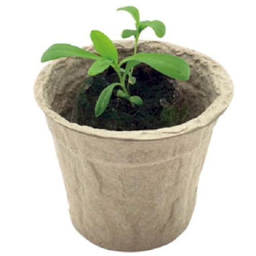 ECOポット　花の種◆の商品画像3枚目