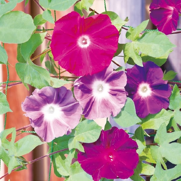 みどりのカーテンの種子　アサガオ◆の商品画像2枚目