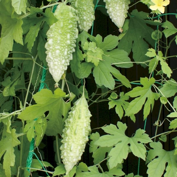 みどりのカーテンの種子　ゴーヤ◆の商品画像2枚目