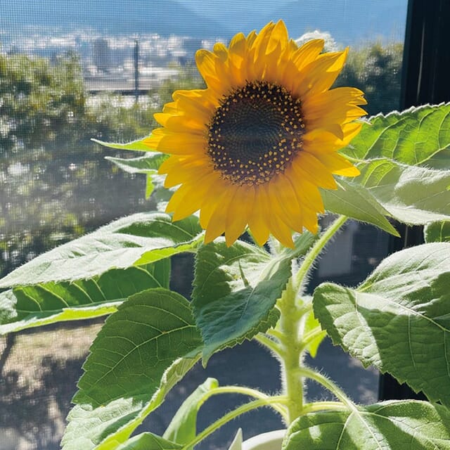 ミニひまわり栽培キットの商品画像2枚目