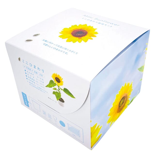 ミニひまわり栽培キット